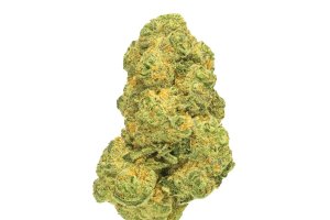 Pedanios 31/1 COS-CA